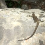 randonnée Ardèche lézard